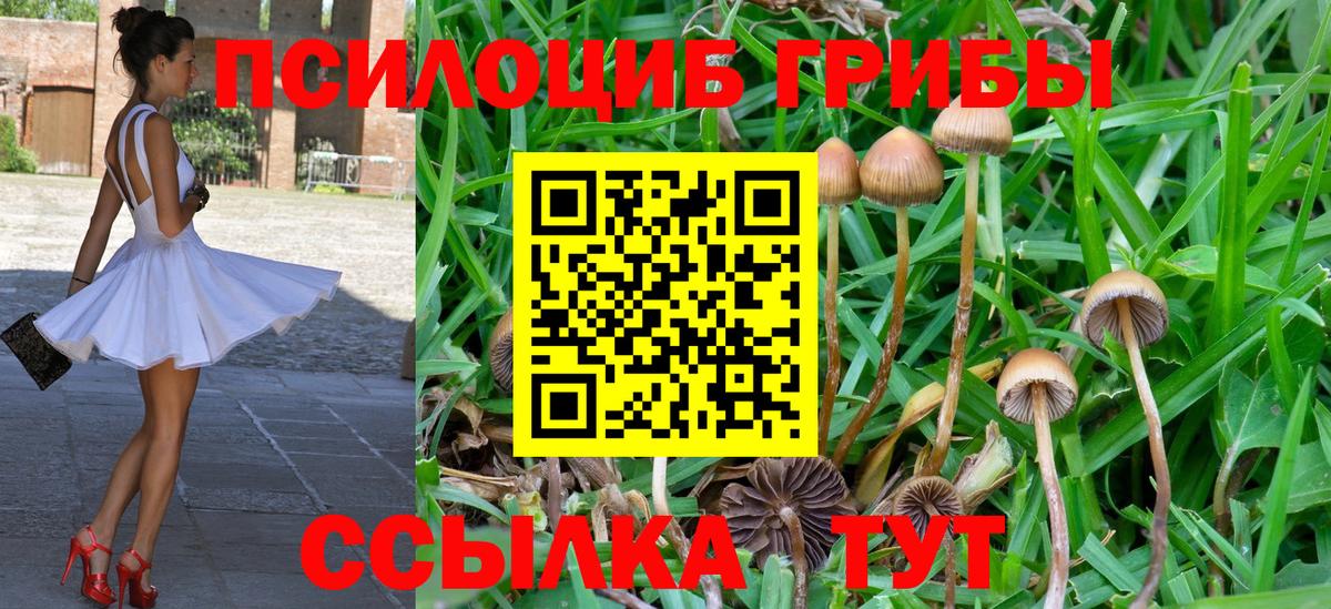 Тайшет  Галлюциногенные грибы Psilocybe  купить закладку  Псилоцибиновые грибы Cubensis  Вход с VPN 